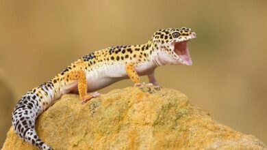 leopard gecko cute